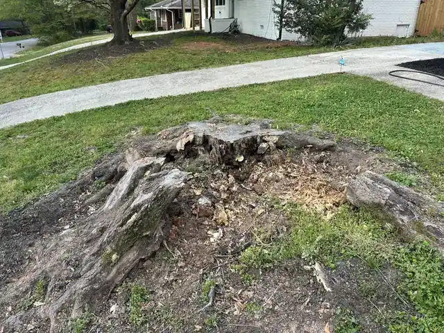Old stump in a front lawn beside a driveway, waiting to be ground out