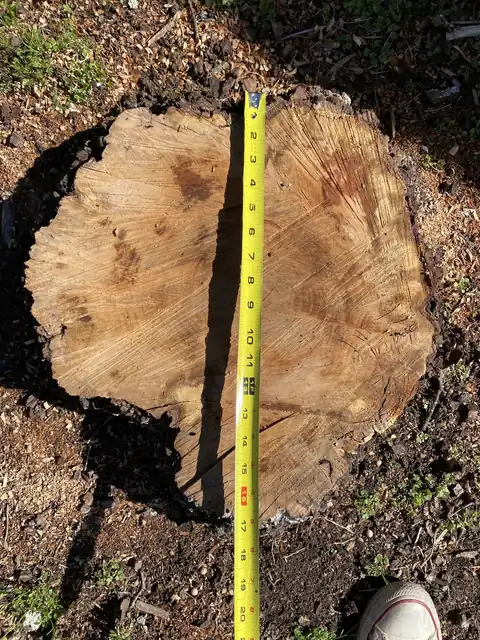 Stump Grinding vs. Stump Removal: What Each One Leaves in Your Yard