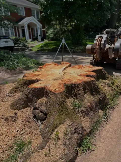 Cut stump face with radiating cracks beside a red brick house, grinder at the edge