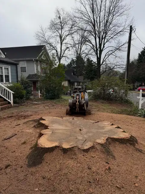 Wide, freshly cut stump face in bare soil with the grinder parked by a bungalow