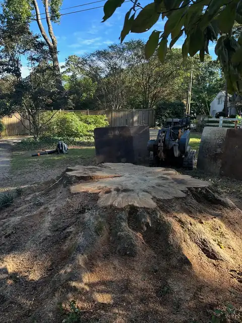 Large sunlit oak stump with the tracked grinder waiting behind it