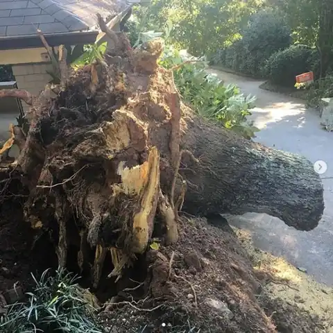 After the Tree Comes Down: Planning Your Stump Work