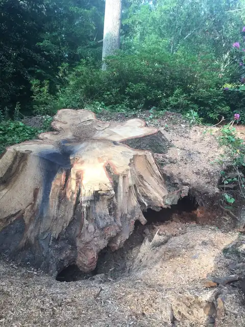 Why an Old Stump Is Worth Taking Out of Your Yard